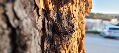 Camponotus aethiops photo 54