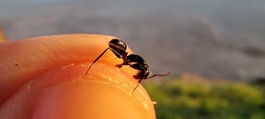 Camponotus aethiops photo 55