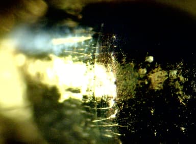 Camponotus aethiops photo 56