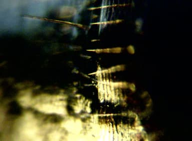 Camponotus aethiops photo 57