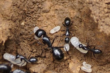 Camponotus aethiops photo 58