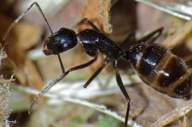 Camponotus aethiops photo 5