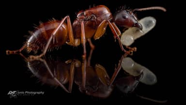 Camponotus americanus photo 1