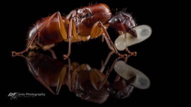 Camponotus americanus photo 2