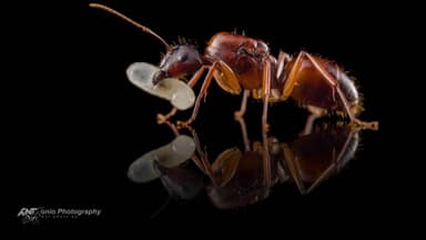 Camponotus americanus — queen photo 3