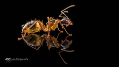 Camponotus americanus — worker photo 5