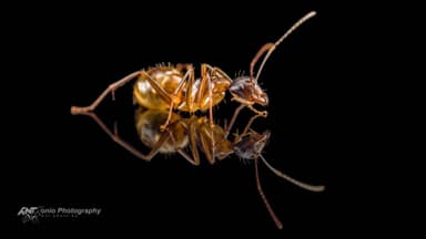 Camponotus americanus — worker photo 6