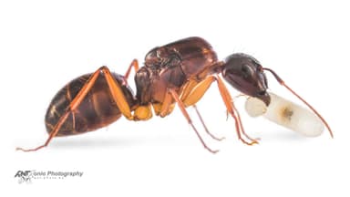 Camponotus americanus photo 7