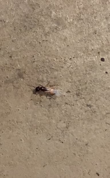 Camponotus americanus photo 17