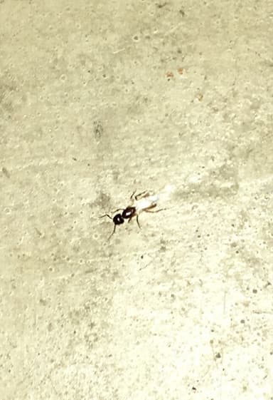 Camponotus americanus photo 18