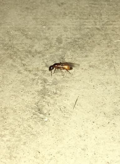 Camponotus americanus photo 19