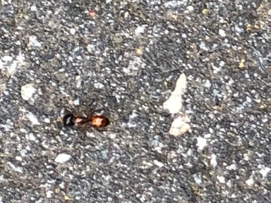 Camponotus americanus photo 20