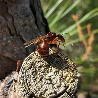 Camponotus americanus photo 21