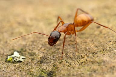Camponotus americanus photo 24