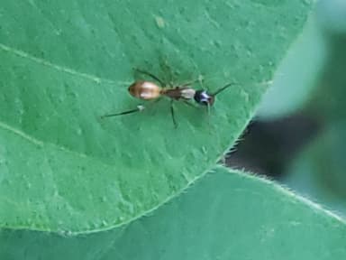 Camponotus americanus photo 27