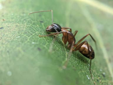 Camponotus americanus photo 29