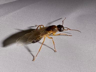 Camponotus americanus photo 51