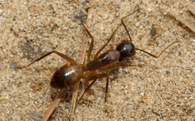 Camponotus americanus photo 54