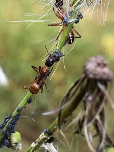Camponotus americanus photo 62