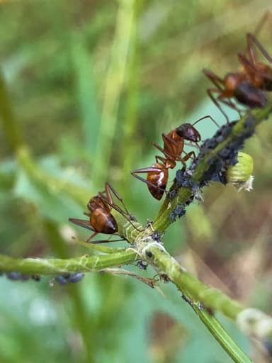 Camponotus americanus photo 63