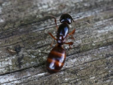 Camponotus americanus photo 66
