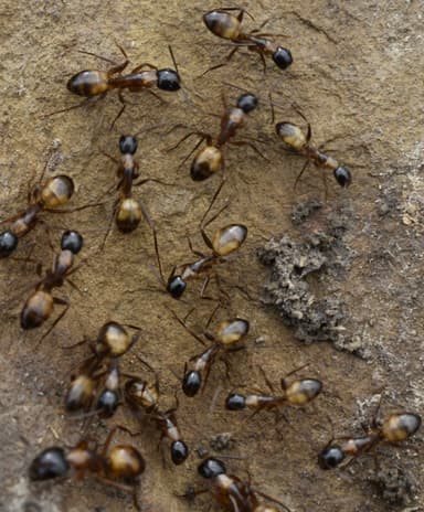 Camponotus americanus photo 69