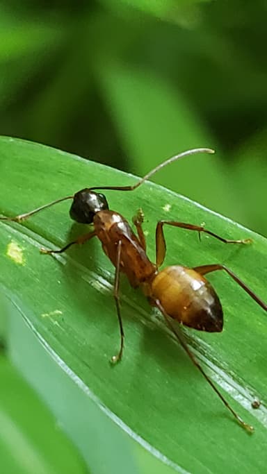 Camponotus americanus photo 89