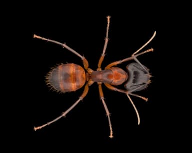 Camponotus americanus photo 90