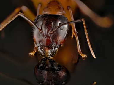 Camponotus americanus photo 93