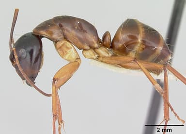 Camponotus americanus — queen photo 9