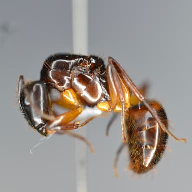 Camponotus atriceps — worker photo 11