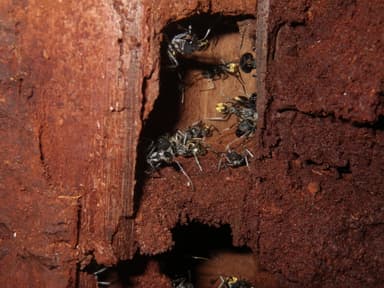 Camponotus auriventris photo 6