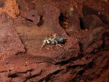Camponotus auriventris photo 7