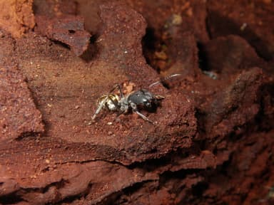 Camponotus auriventris photo 8