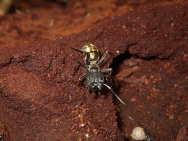 Camponotus auriventris photo 9
