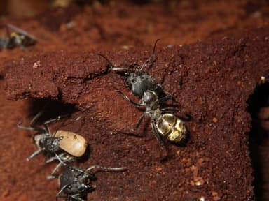 Camponotus auriventris photo 10