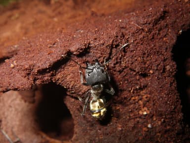 Camponotus auriventris photo 16