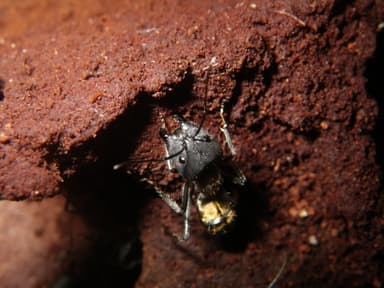 Camponotus auriventris photo 18
