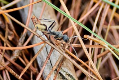 Camponotus auriventris photo 39