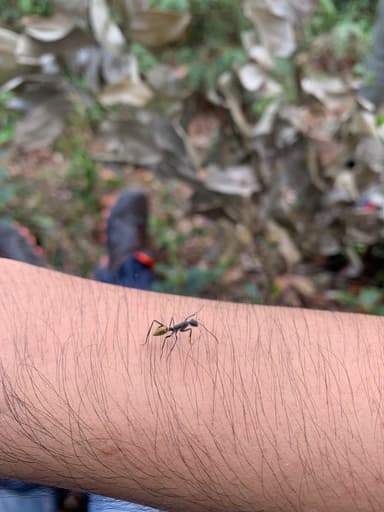 Camponotus auriventris photo 40