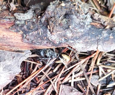Camponotus auriventris photo 51