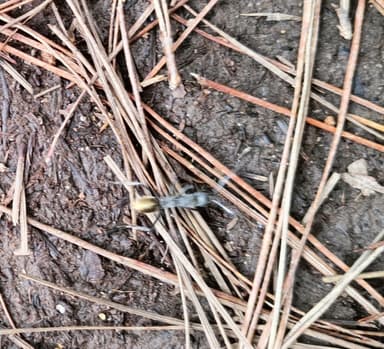 Camponotus auriventris photo 52