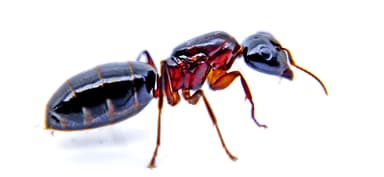 Camponotus caryae photo 6