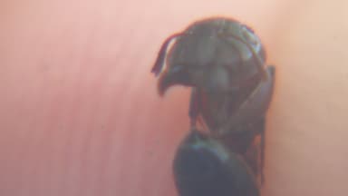 Camponotus caryae photo 7