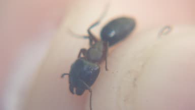 Camponotus caryae photo 8