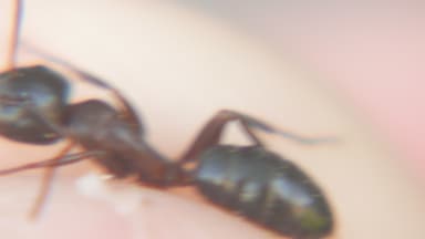 Camponotus caryae photo 9