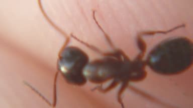 Camponotus caryae photo 10