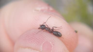 Camponotus caryae photo 11