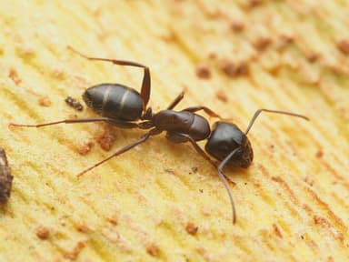 Camponotus caryae photo 12