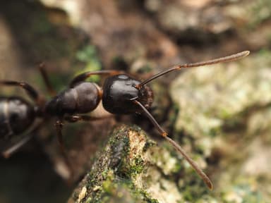 Camponotus caryae photo 13